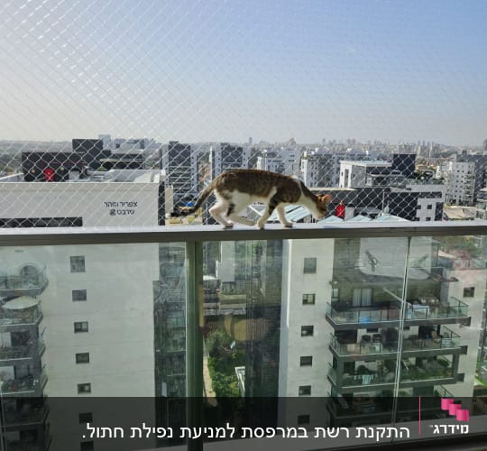 חתול הולך על מעקה עם רשת למניעת יונים